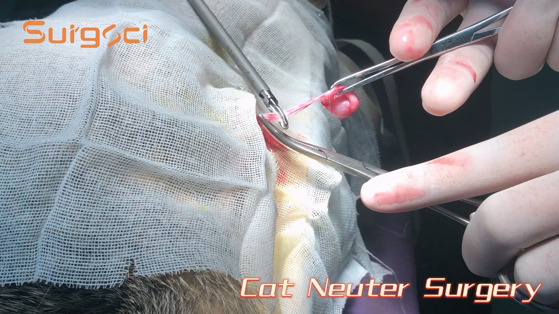 Latest company case about Cat Neuter Surgery | A Step-by-Step Surgical Procedure | Surgsci