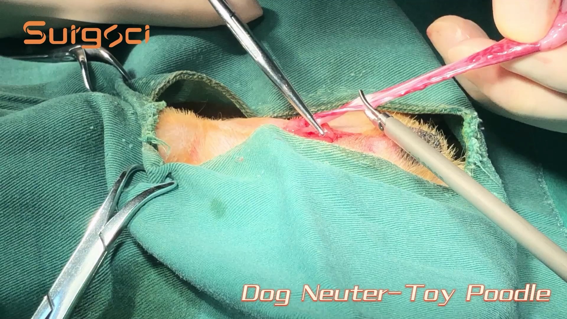Latest company case about Dog Neuter Surgery Using Ultrasonic Scalpel | Detailed Surgical Procedure | Surgical