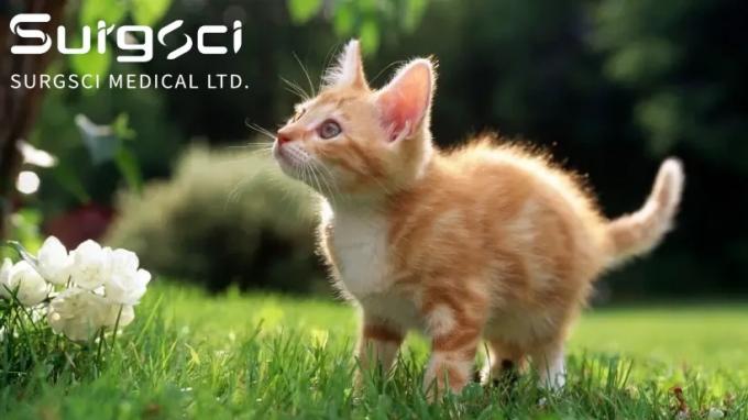 latest company news about 7 Benefits of Neutering or Spaying Your Cats | Surgsci 0