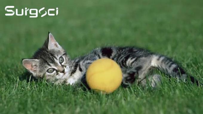 latest company news about What is Perineal Urethrostomy Surgery | Surgsci  0