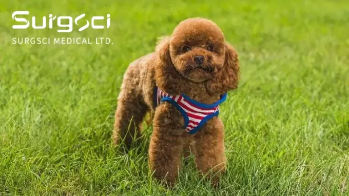 latest company news about Luxating Patella in Dogs | Surgsci  0