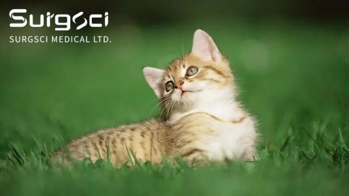 latest company news about What are the Bladder Stones in Cats | SurgSci  0