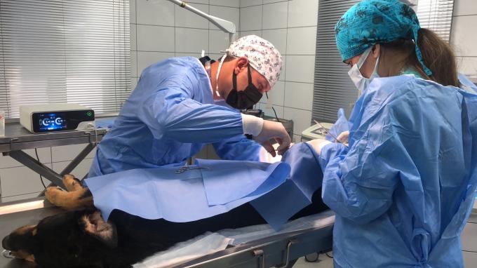 Laparoscope Surgery Ultrasonic Scalpel System Hemostasis for Veterinary Use 7