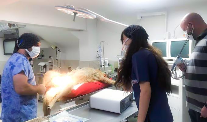 Laparoscope Surgery Ultrasonic Scalpel System Hemostasis for Veterinary Use 8