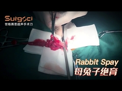 Rabbit Spay